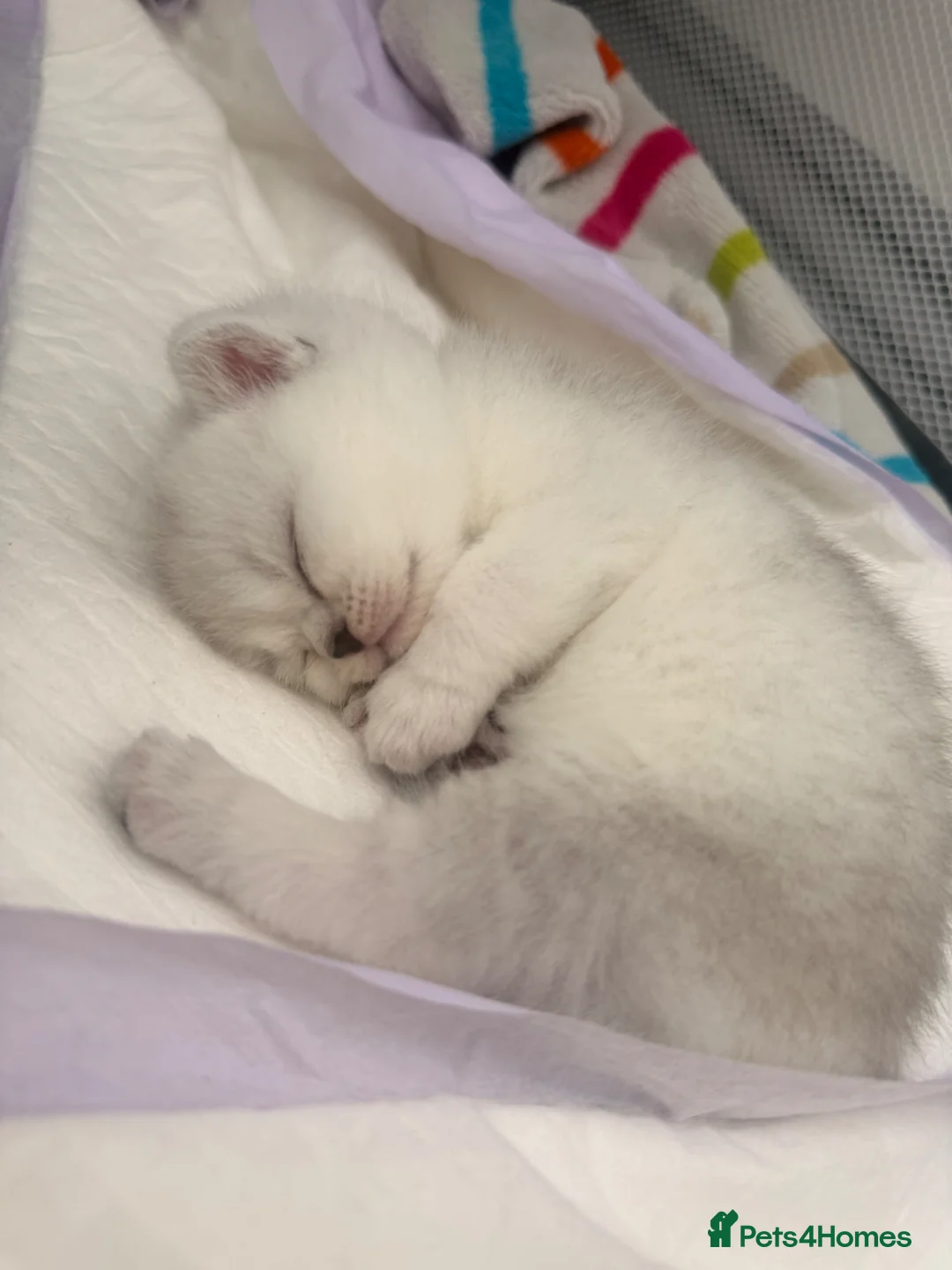 Scottish Fold cats for sale: 🐾✨ Adorable Scottish Fold & Straight Kittens - Advert 2