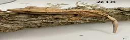 Gecko reptiles for sale: Adult, Juvenile and Lilly White Crested Geckos - Advert 19