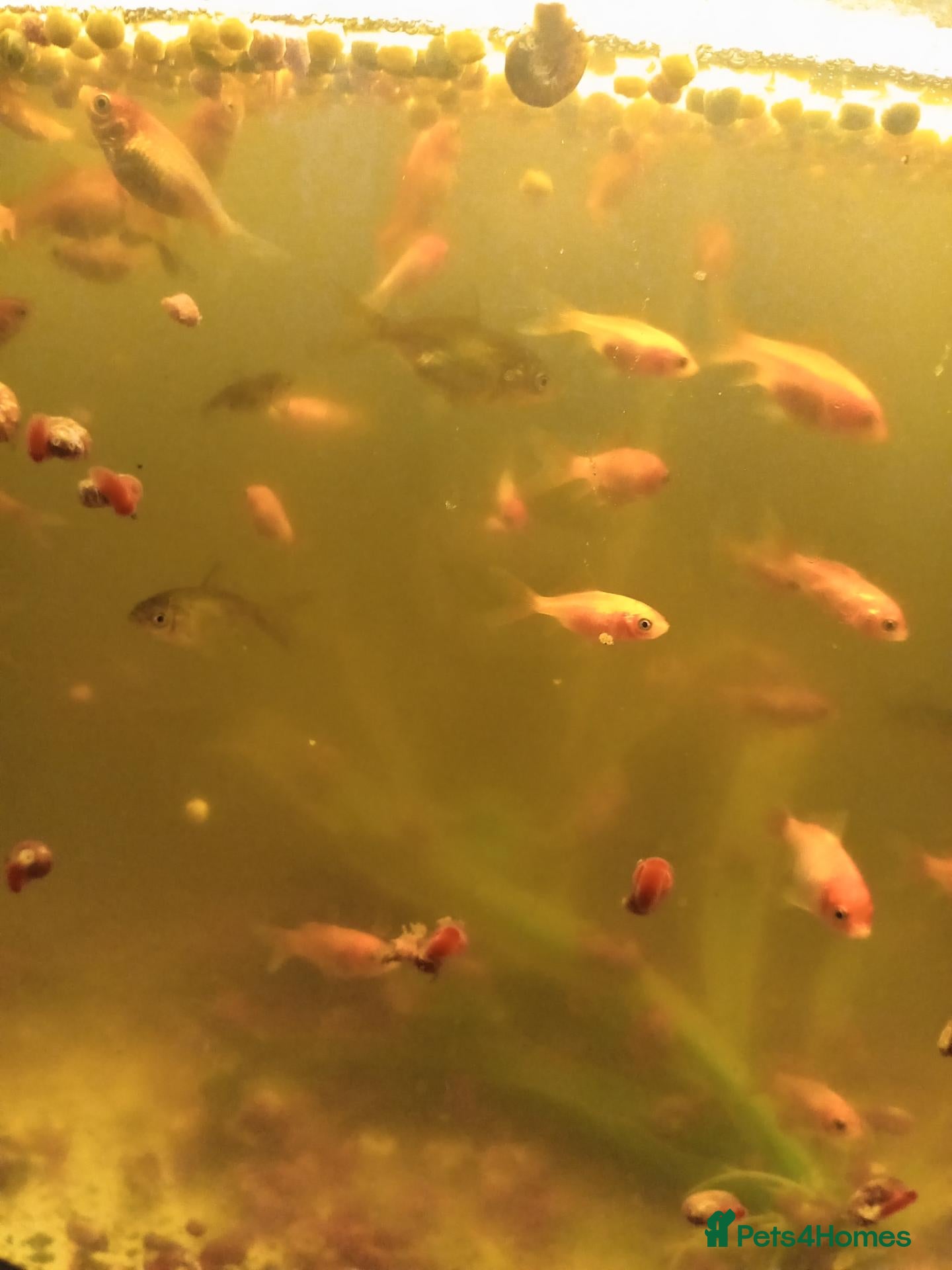 Goldfish fish for sale: Goldfish from 2 months - 8 months  - Advert 1