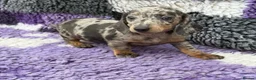 Miniature Dachshund dogs for sale: Miniature dachshund puppies - Advert 2