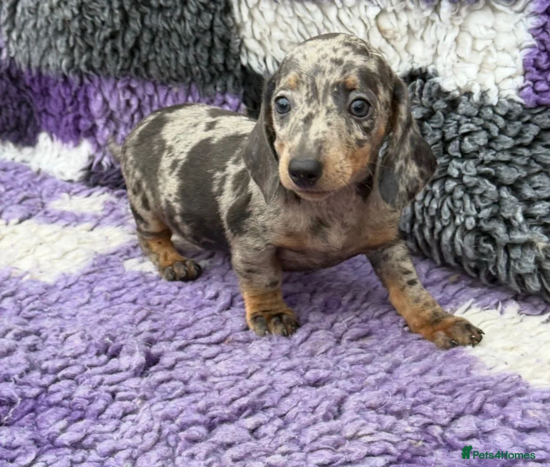 Miniature Dachshund dogs for sale: Miniature dachshund puppies - Advert 2