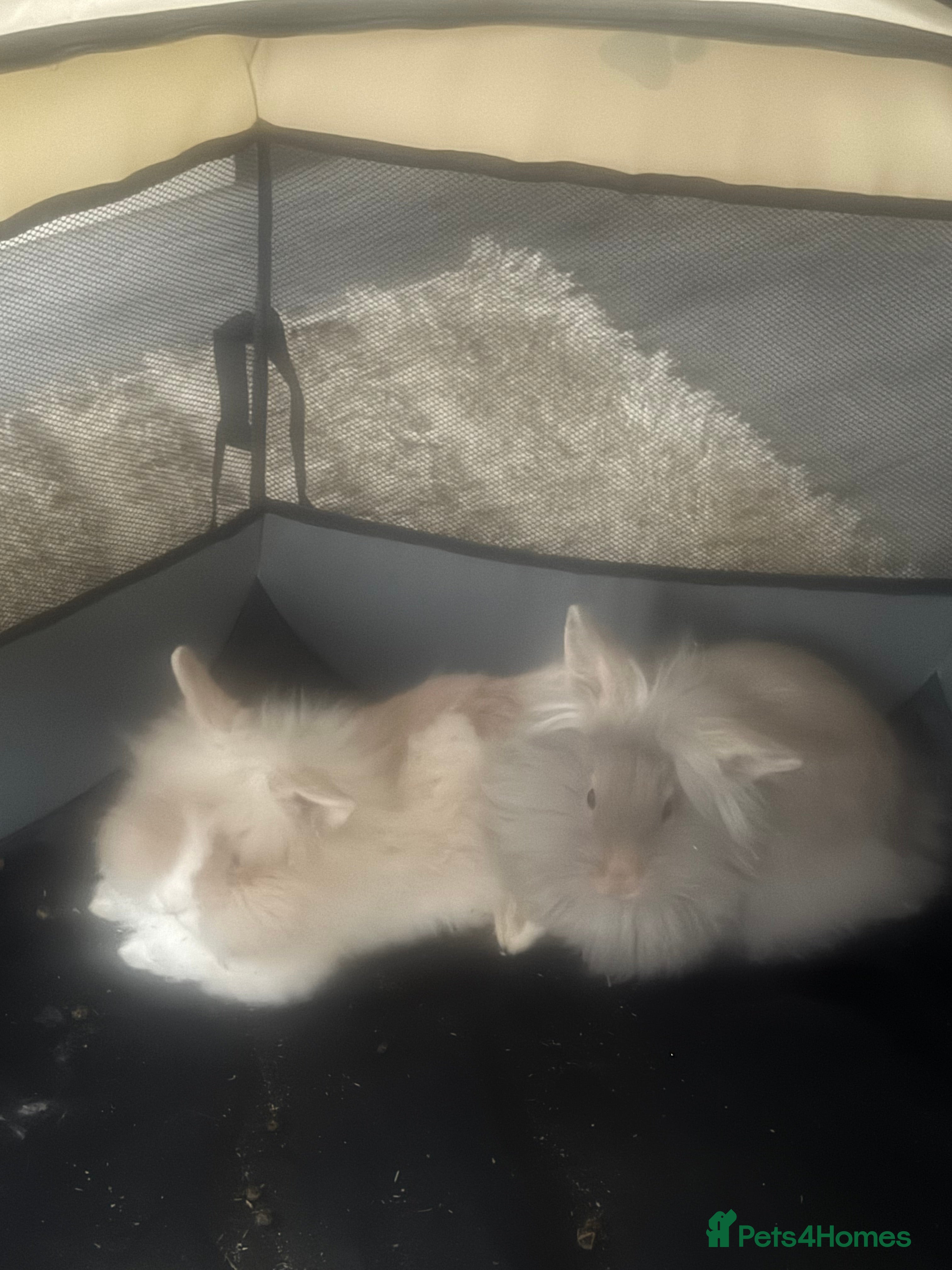Mini Lion Lop rabbits Rabbits for sale  - Advert 15