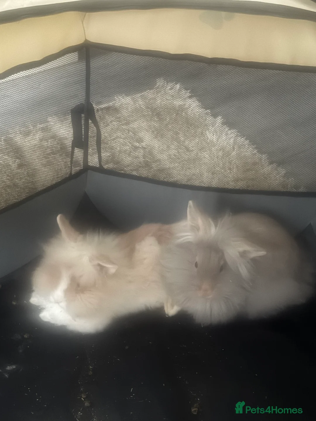 Mini Lion Lop rabbits for sale: Rabbits for sale  - Advert 1