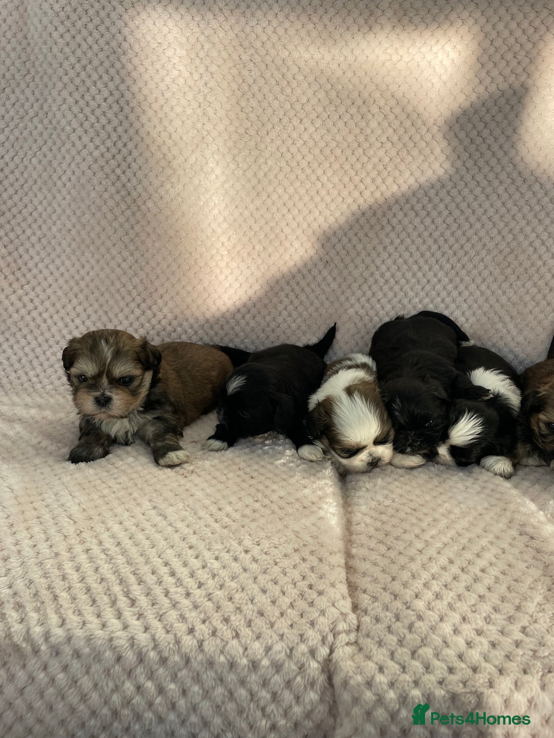 Mixed Breed dogs for sale: Lhasa apso cross shihtzu puppies. - Advert 23