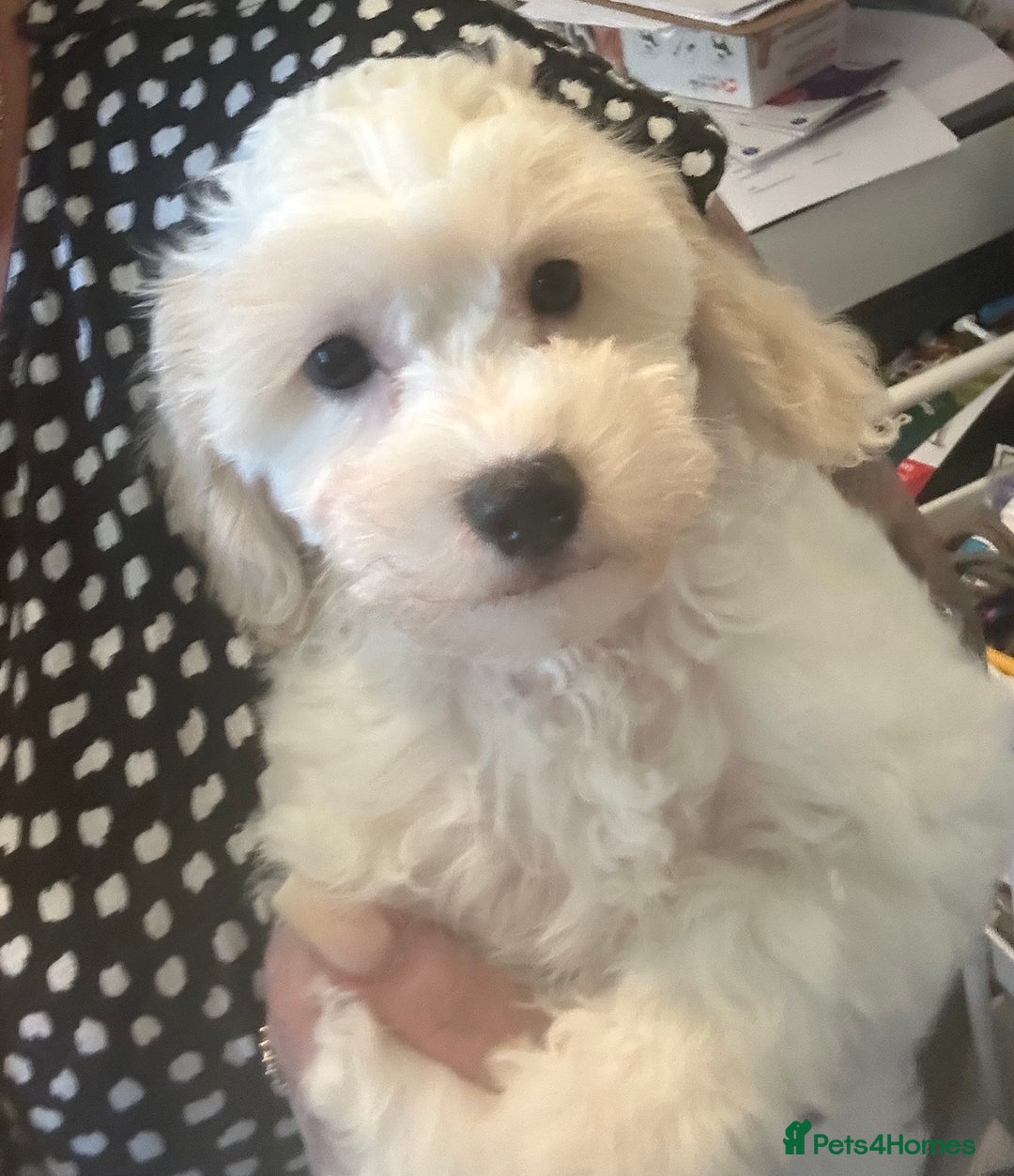 Cavapoochon dogs for sale: Fully DNA tested Cavapoochons  - Image 7