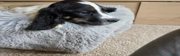 Cocker Spaniel dogs for sale: Working Type Cocker Spaniels - Advert 8