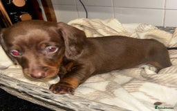 Miniature Dachshund dogs for sale: Mini dachshunds  - Image 9