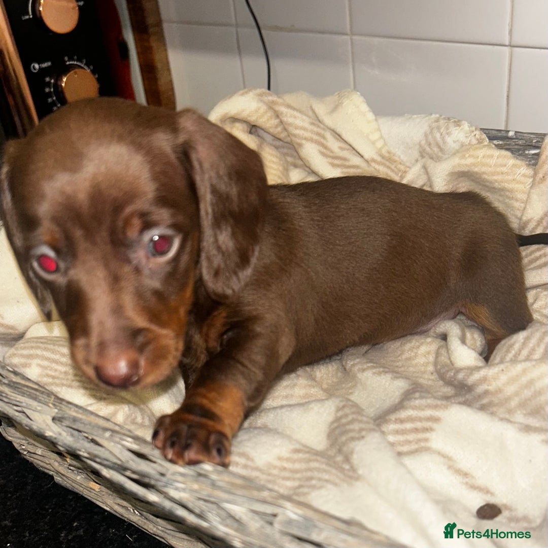 Miniature Dachshund dogs for sale: Mini dachshunds  - Image 9