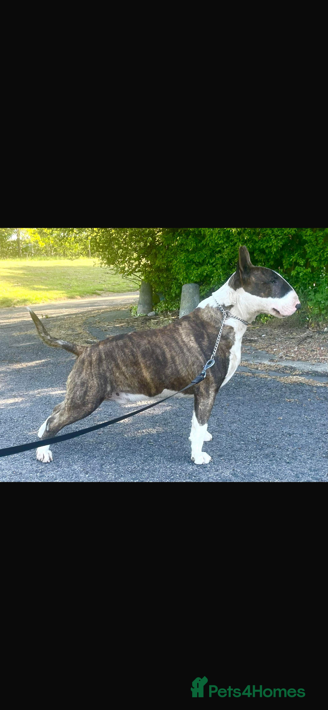 Bull Terrier dogs for sale: English Bull Terrier pups - Image 9