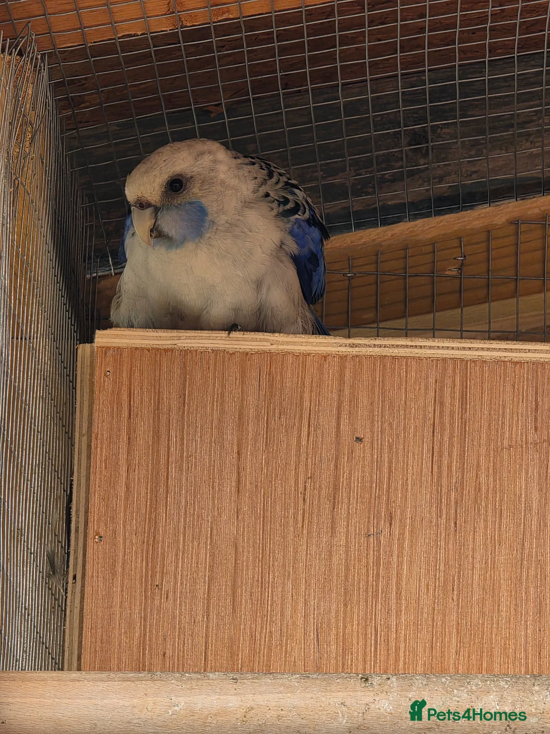 Parakeets birds for sale: Parakeets  - Advert 5