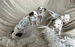 Dalmatian dogs for sale: Liver spot Dalmatian puppies - Image 2