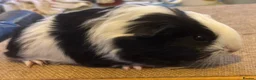 Guinea Pig rodents for sale: Guinea pigs boys and girls available  - Advert 3