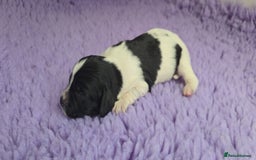 English Springer Spaniel dogs for sale: KC clear DNA vax vetted Springer Pups - Image 15