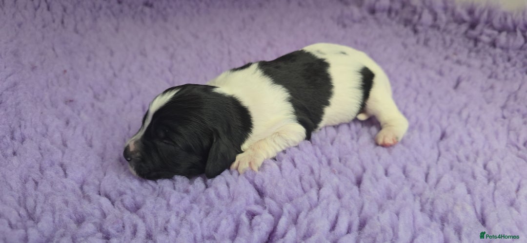 English Springer Spaniel dogs for sale: KC clear DNA vax vetted Springer Pups - Image 15