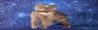 British Shorthair 1