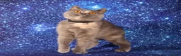 British Shorthair cats for sale: Retired British Shorthaired females available  - Advert 6