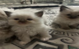 Ragdoll cats for sale: 5 beautiful fluffy blue eye ragdoll kitten  - Image 7