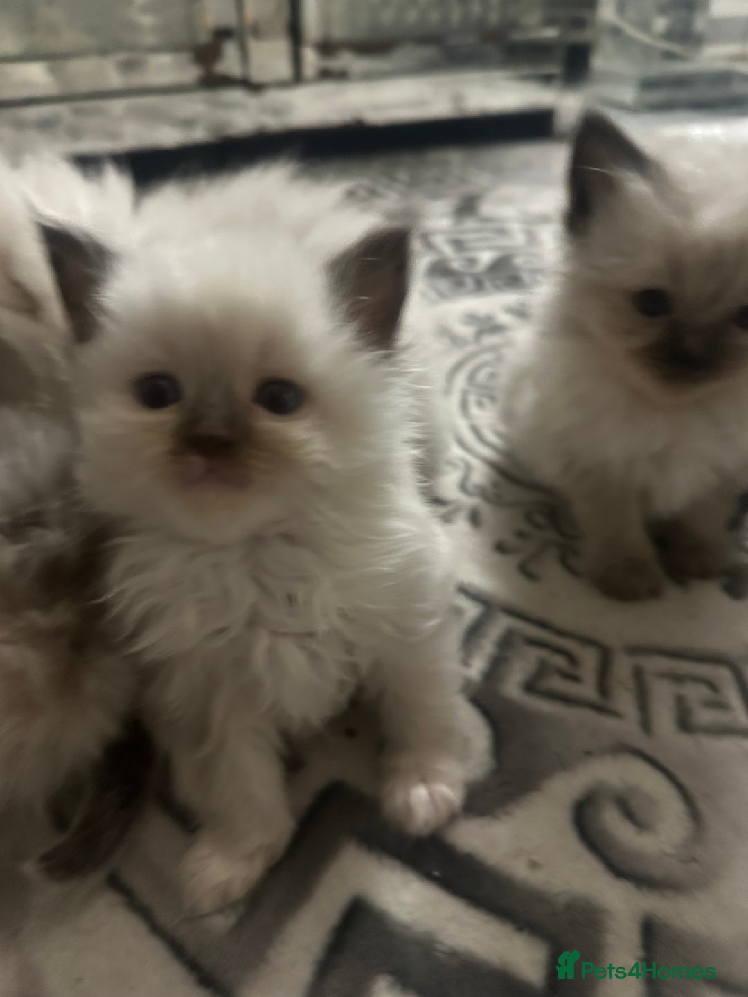 Ragdoll cats for sale: 5 beautiful fluffy blue eye ragdoll kitten  - Image 7