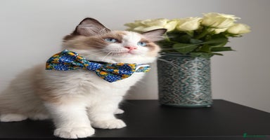 Ragdoll cats - Advert 16