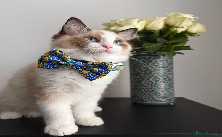 Ragdoll cats - Advert 1