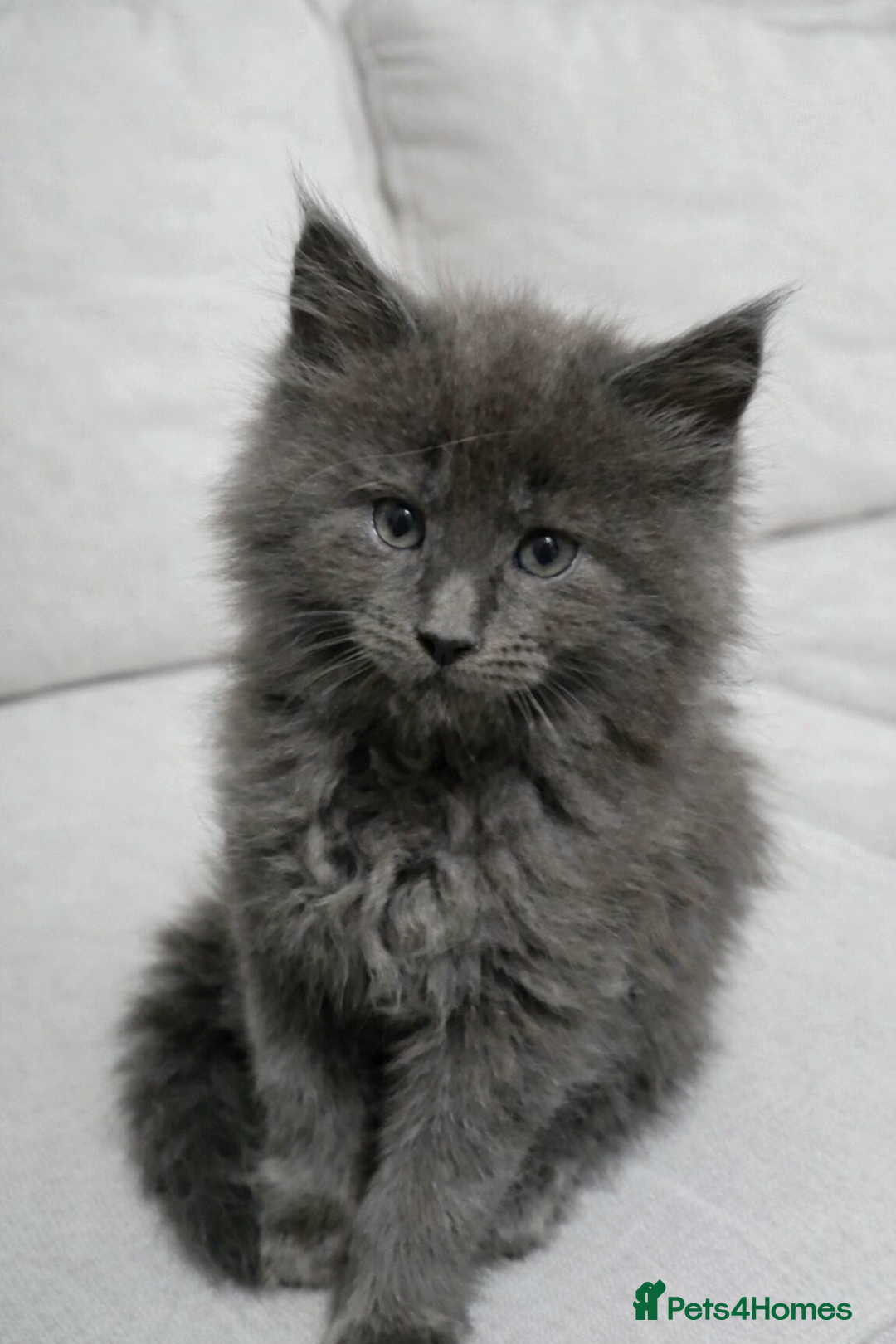 Maine Coon cats for sale: Friendly Maine coone mix baby's ready to go  - Advert 24