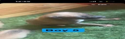 Mixed Breed dogs for sale: Saluki greyhound  - Advert 6