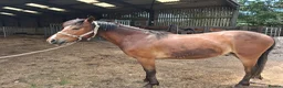 New Forest horses for sale: New Forest foals - Advert 9