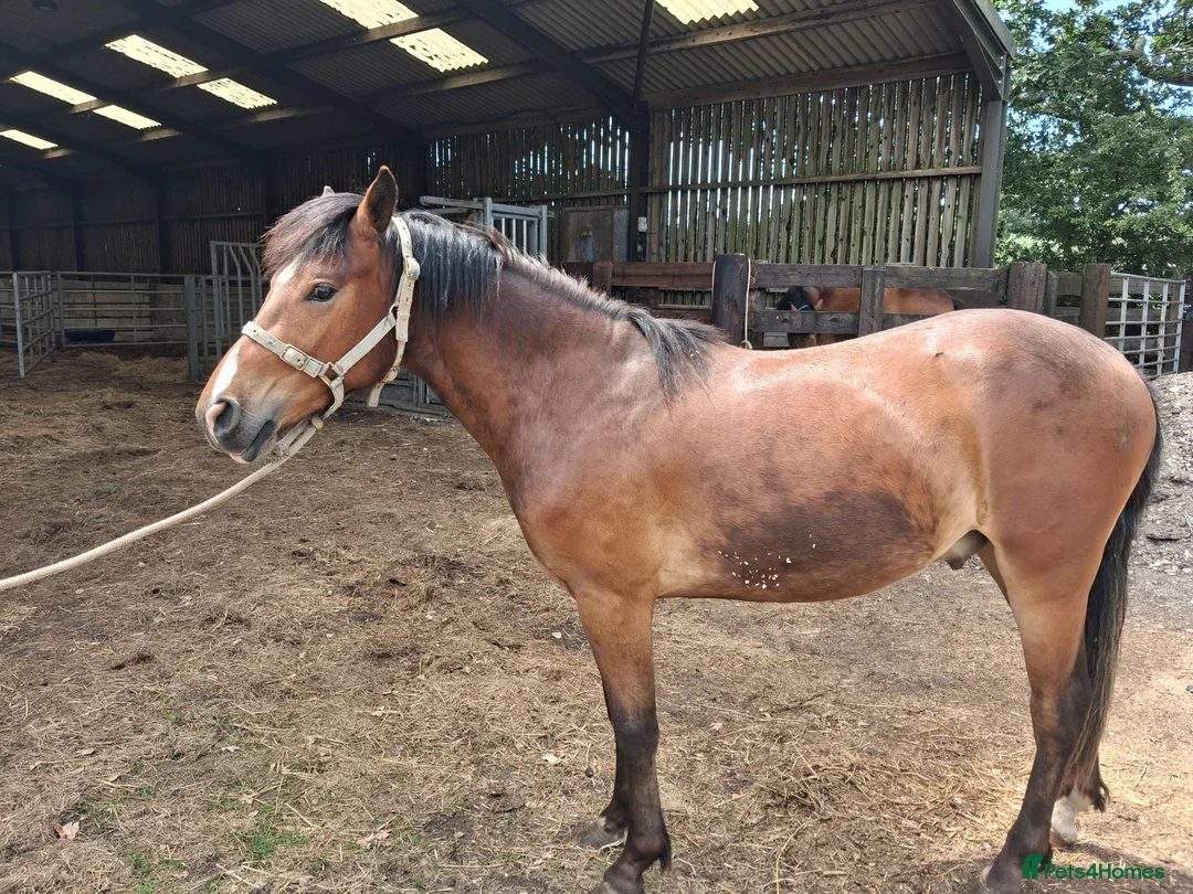 New Forest horses for sale: New Forest foals - Advert 9