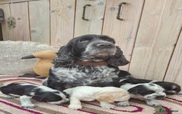 Cocker Spaniel dogs for sale: Show Cocker Spaniel  - Image 5