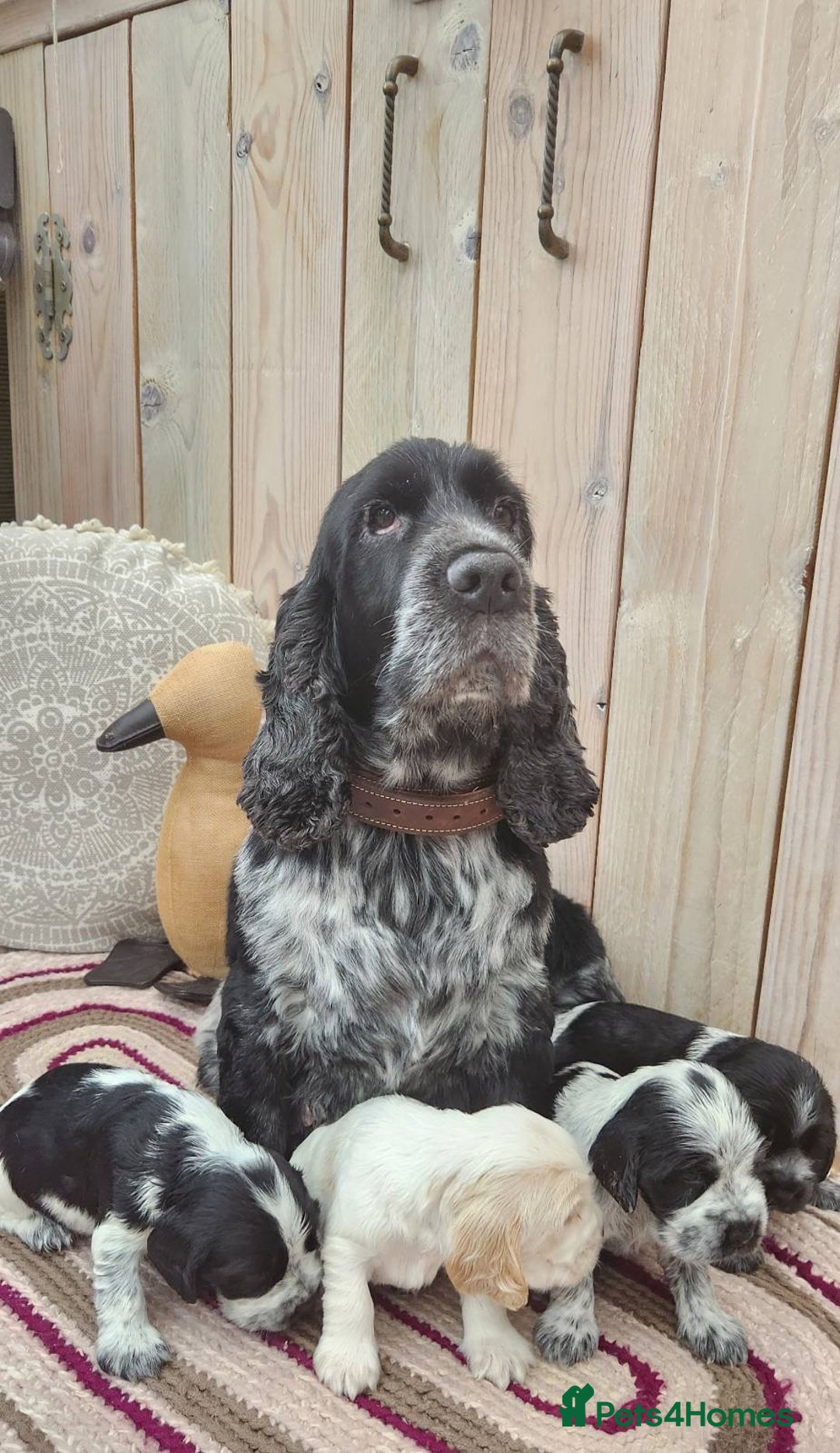 Cocker Spaniel dogs for sale: Show Cocker Spaniel  - Image 5