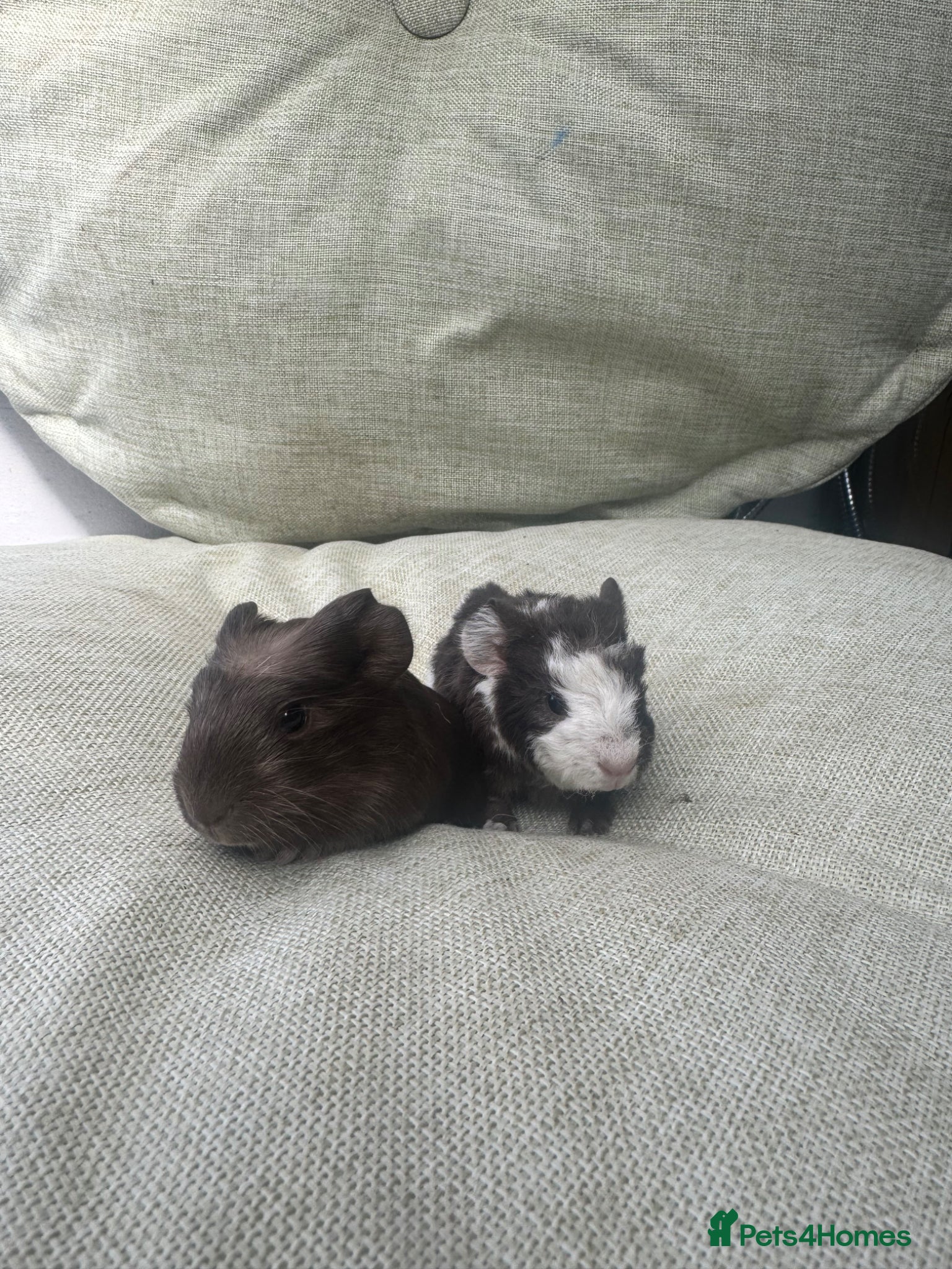 Guinea Pig rodents for sale: Baby guinea pigs  - Advert 3