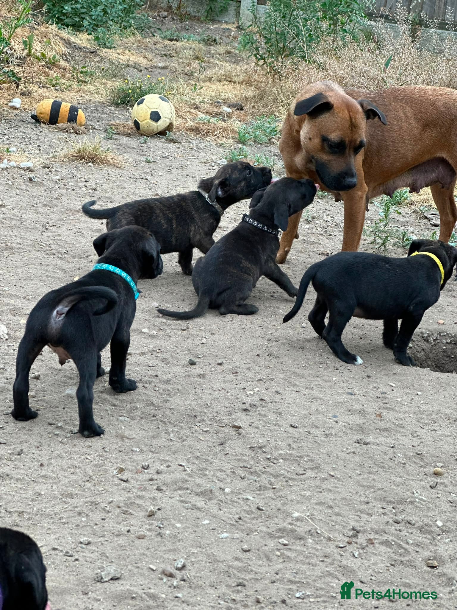 Staffordshire Bull Terrier dogs 9 beautiful staff pups - Advert 4