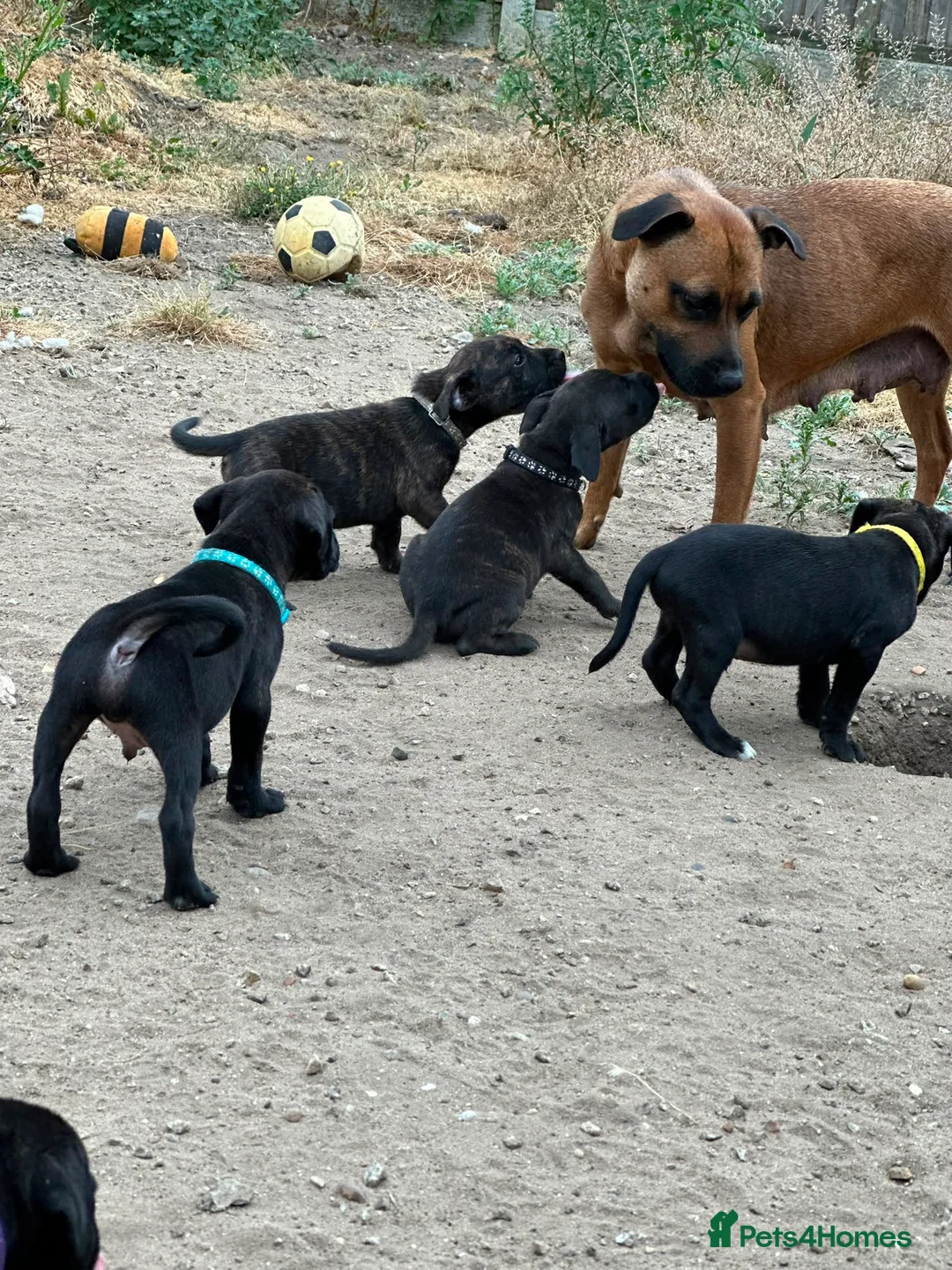 Staffordshire Bull Terrier dogs for sale: 9 beautiful staff pups in Beccles - Advert 1