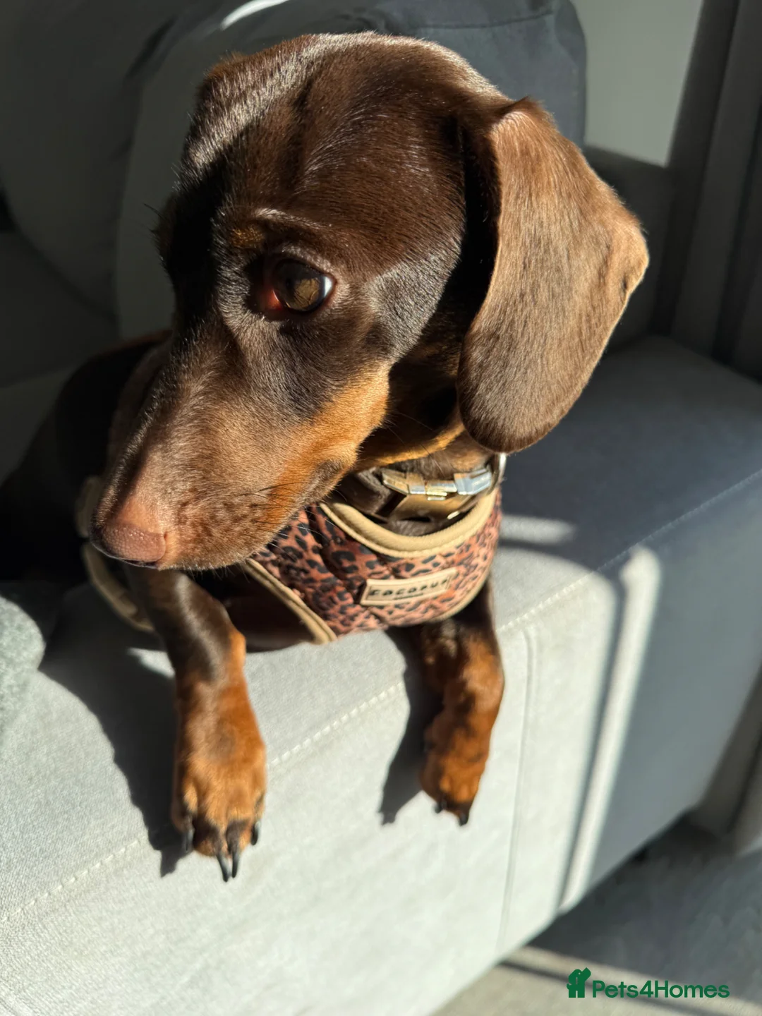 Miniature Dachshund dogs for sale: Miniature dachshund for sale  in Andover - Advert 4