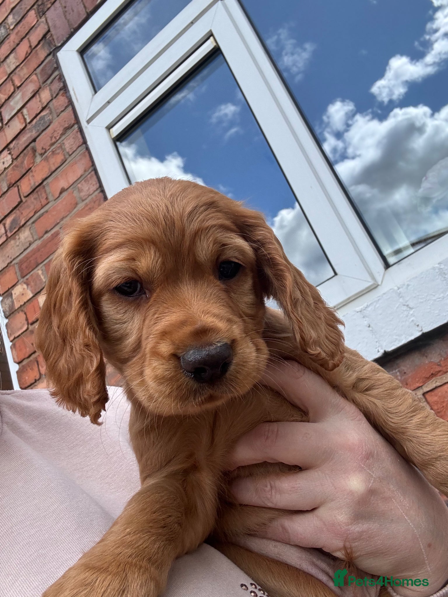 Cocker Spaniel dogs *READY NOW* KC Reg. Working Cocker Spaniels  - Advert 1