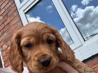 Cocker Spaniel dogs *READY NOW* KC Reg. Working Cocker Spaniels - Advert 1