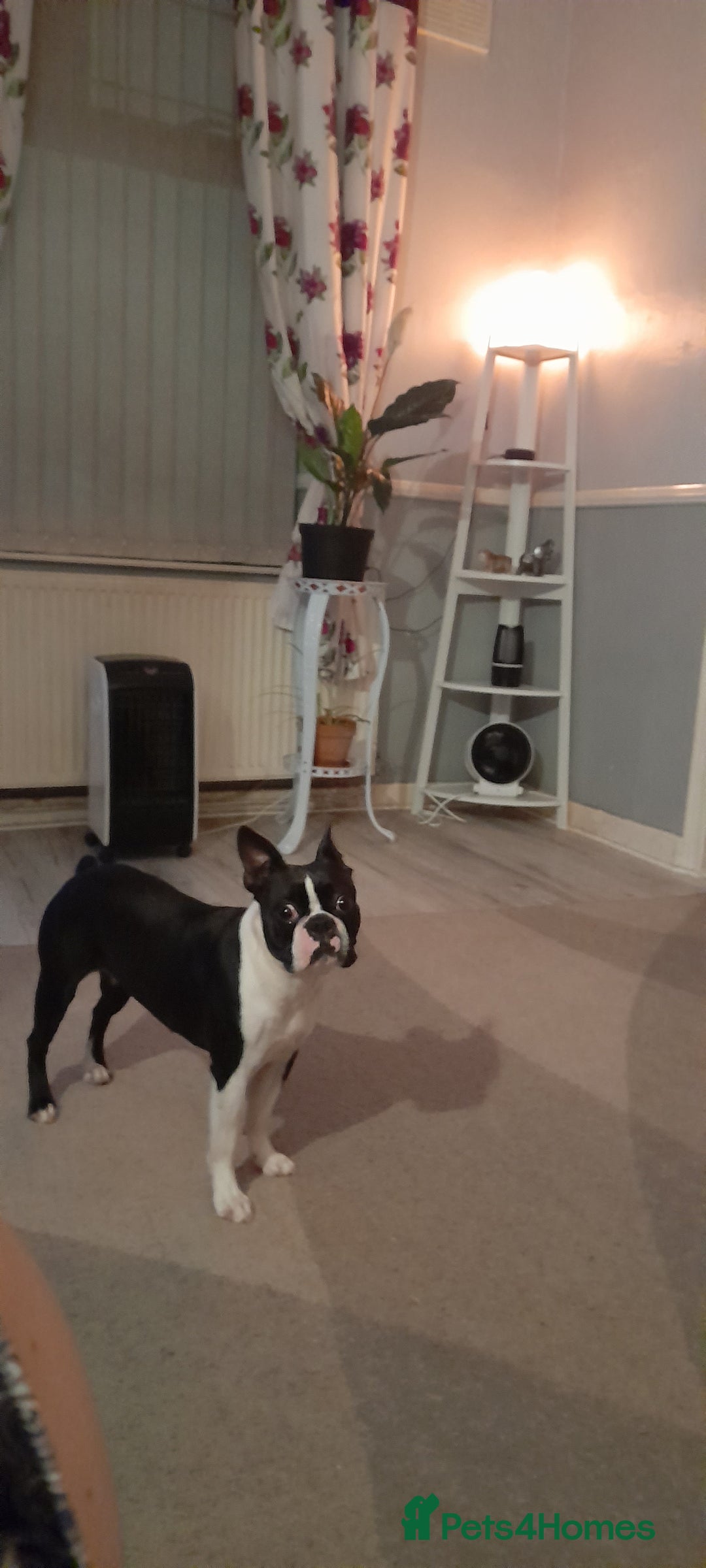 Boston Terrier dogs for sale: Lovely boston terrier  - Advert 3