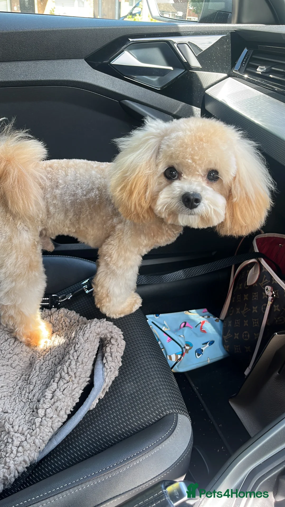 Maltipoo dogs for stud: Maltipoo STUD   in Luton - Advert 5