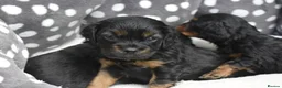 Cavapoo dogs for sale: Health Tested Cavapoo Puppies  - Advert 10