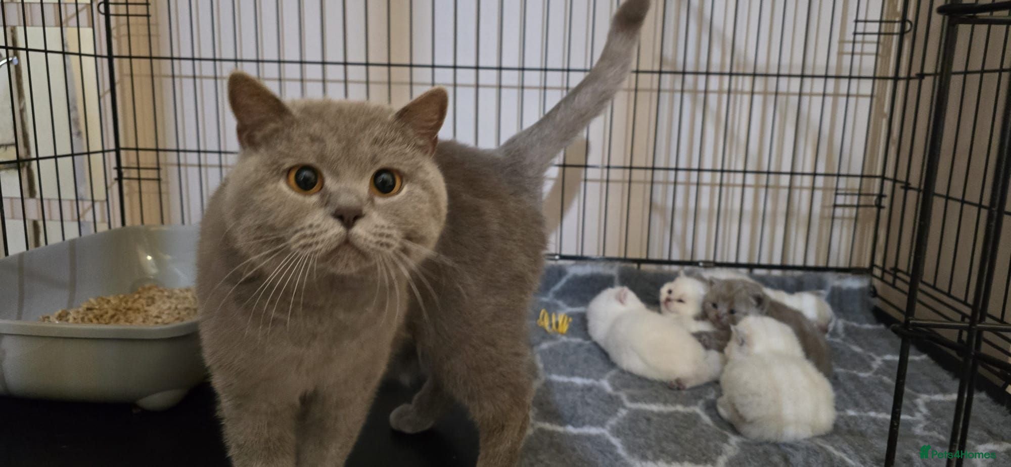 British Shorthair cats Beautiful British shorthair kittens - Advert 1