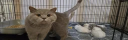 British Shorthair cats for sale: Beautiful British shorthair kittens - Advert 1