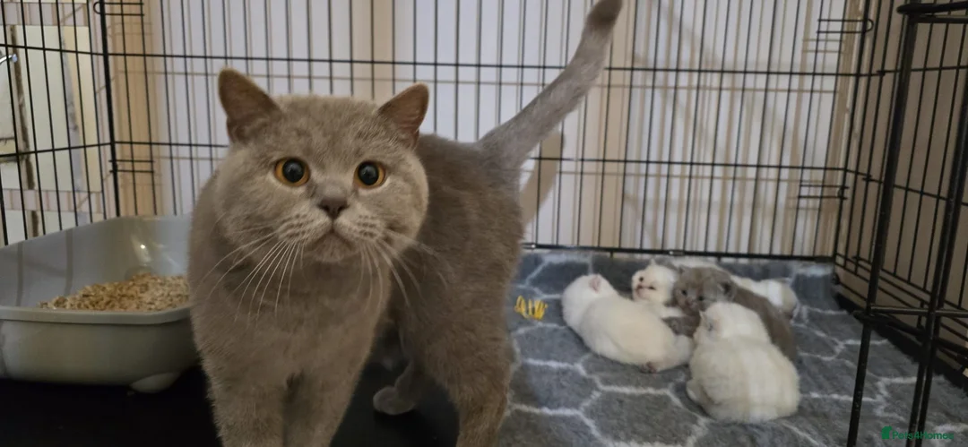 British Shorthair cats for sale: Beautiful British shorthair kittens - Advert 1