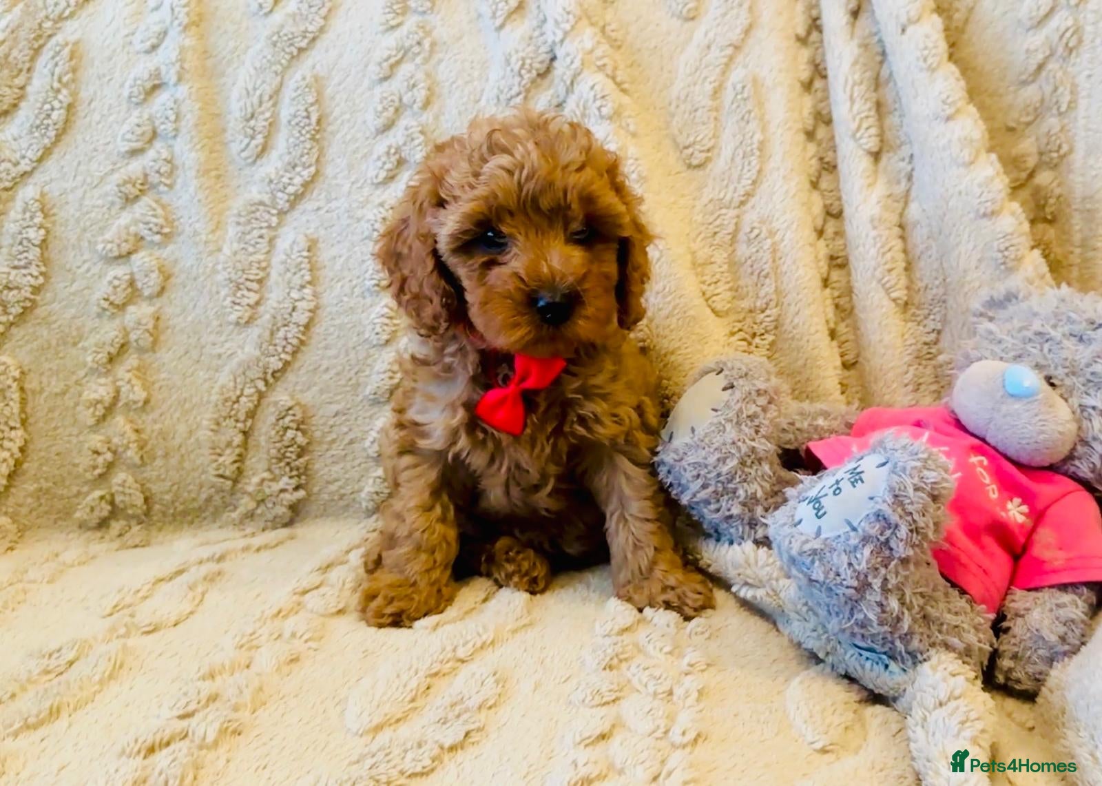 Cavapoo dogs Cavapoos DNA & Heart tested parentage - Advert 1