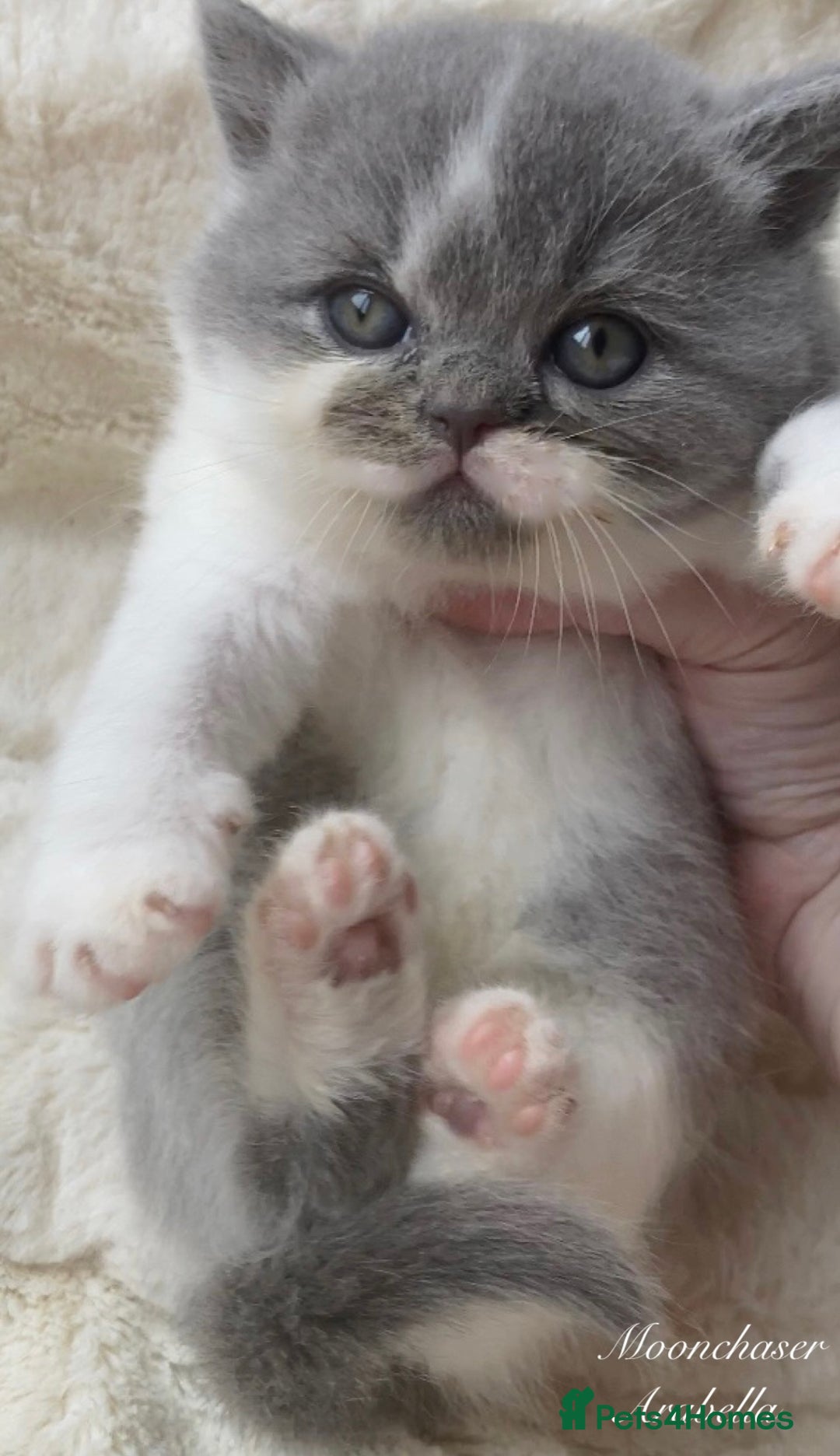 British Shorthair cats for sale: Gorgeous British Shorthairs TICA Registered - Advert 7