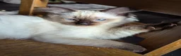 Ragdoll cats for sale: 🩵💖🩵READY FOR MY NEW HOME🥹🩵💖🩵  - Advert 26