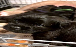 American Bully dogs for sale: RARE FLUFFY POCKET BULLIES - Image 7