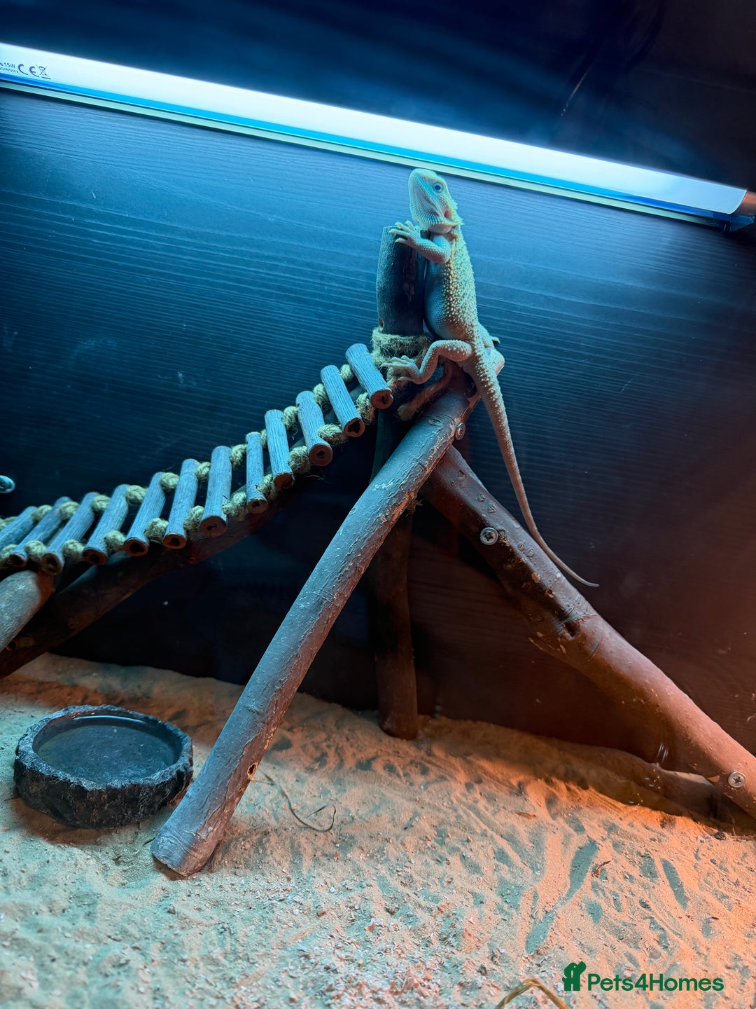 Bearded Dragon reptiles for sale: Full set up and two juvenile bearded dragons  - Advert 2