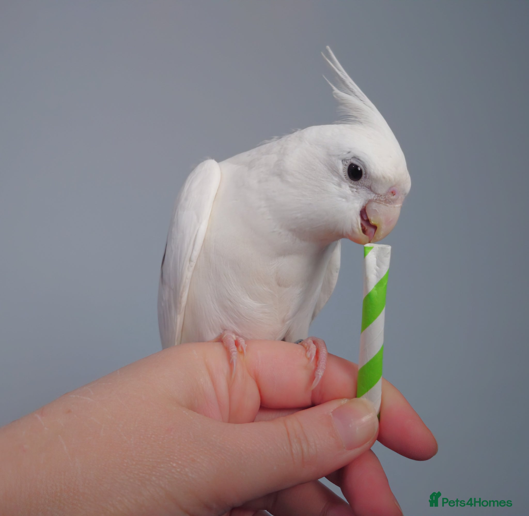 Cockatiels birds Hand reread silly tame DNA sexed baby cockatiels  - Advert 2