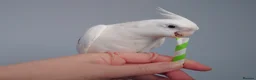 Cockatiels birds for sale: Hand reread silly tame DNA sexed baby cockatiels  - Advert 1