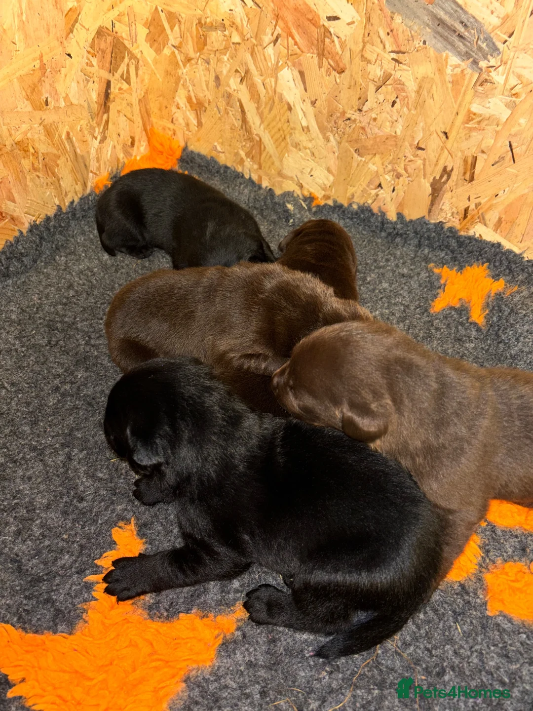 Labrador Retriever dogs for sale: Stunning Chunky chocolate and black Labrador pups - Advert 1